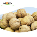 High Protein China Cultivation Type and High-class AAA Grade walnut price